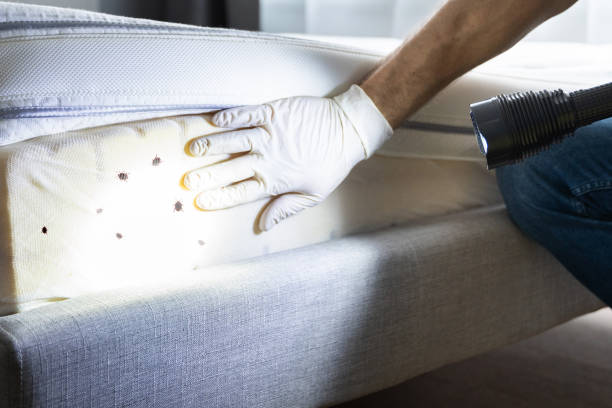 Best Wasp Removal Services  in New Cassel, NY
