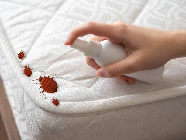 Best Local Pest Control Services  in New Cassel, NY