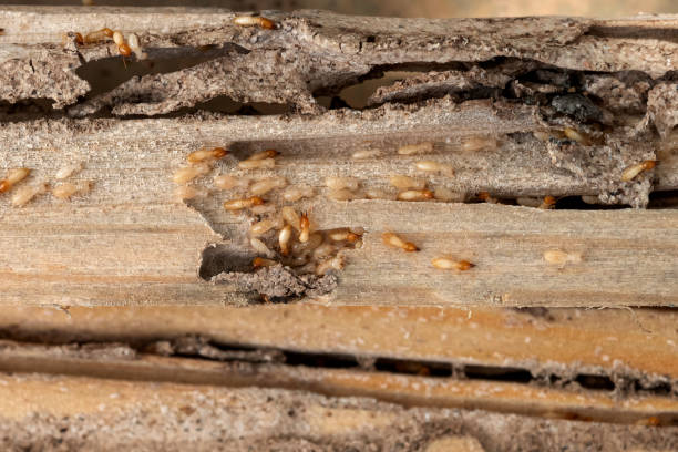Best Pest Prevention Services  in New Cassel, NY